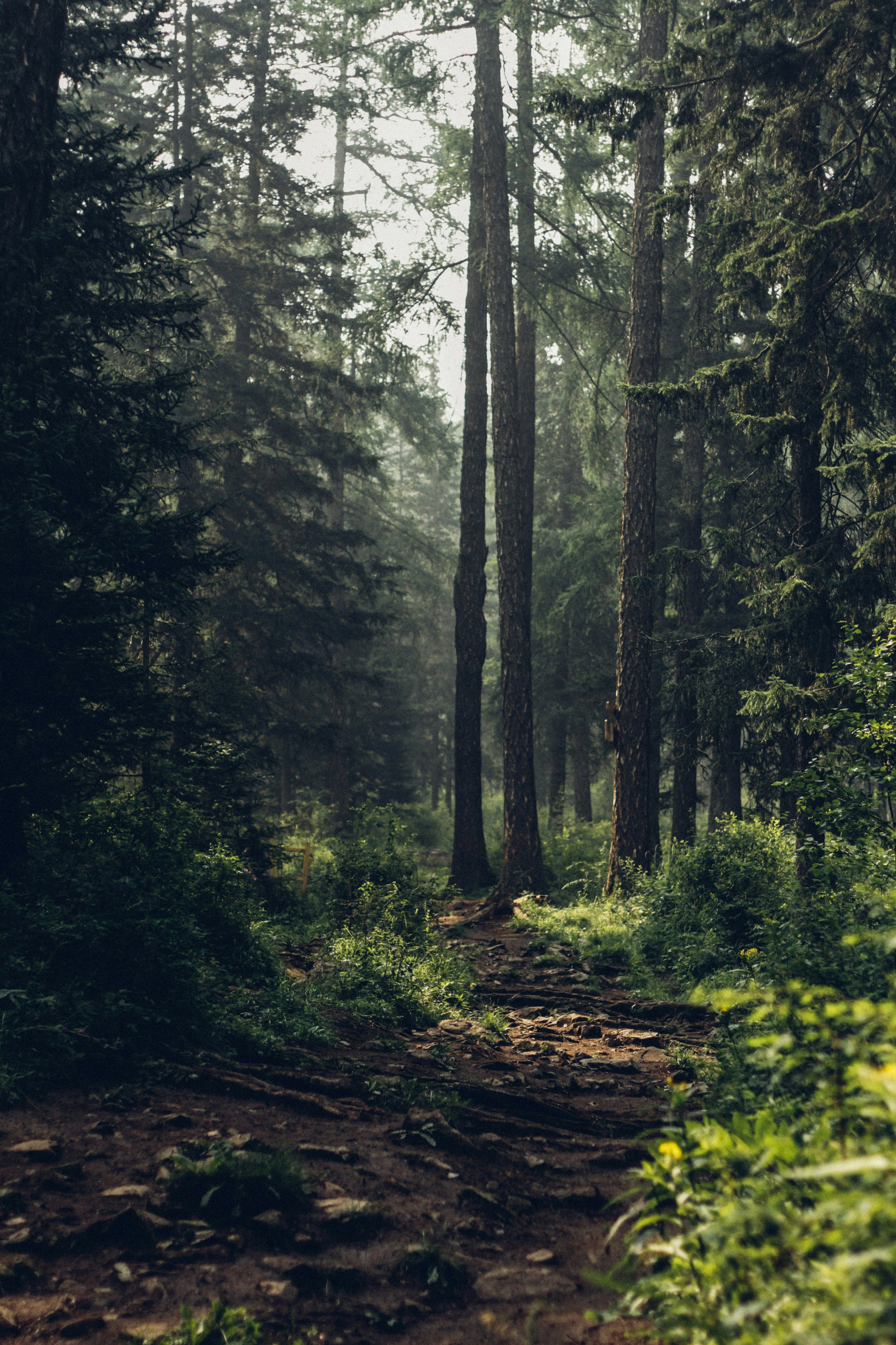 Forest during daytime